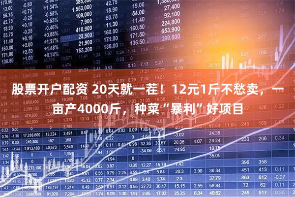股票开户配资 20天就一茬！12元1斤不愁卖，一亩产4000斤，种菜“暴利”好项目